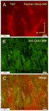 Figure 13
