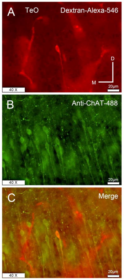 Figure 13