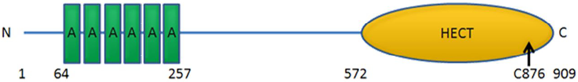 Schematic structure of the HACE1 protein.