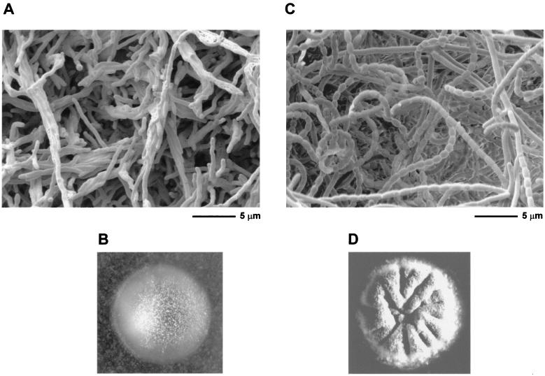 FIG. 5