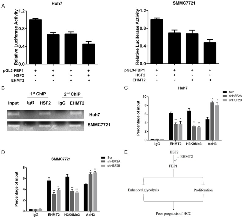 HSF2 regulates aerobic glycolysis by suppression of FBP1 in ...