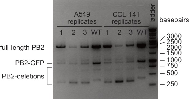 Figure 1—figure supplement 3.