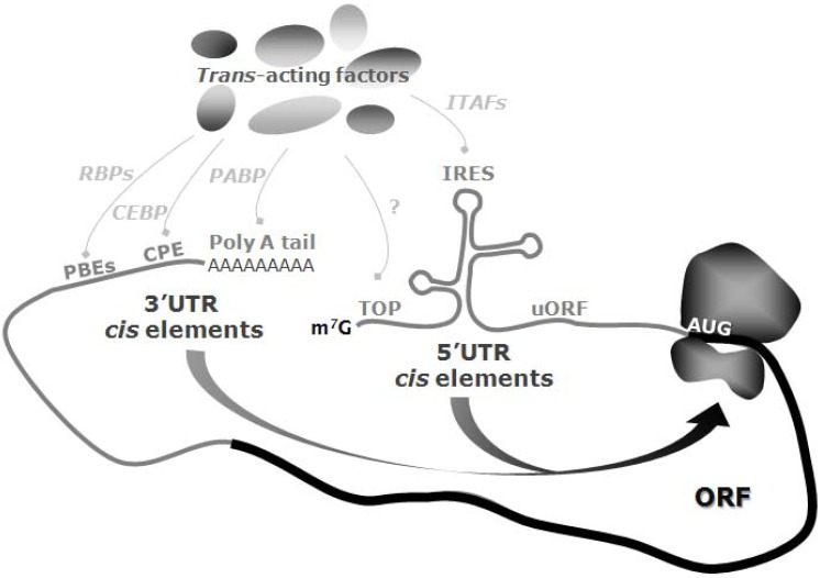 Fig. (1)