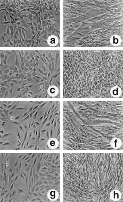 FIG. 10