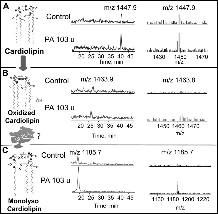 Fig. 12.