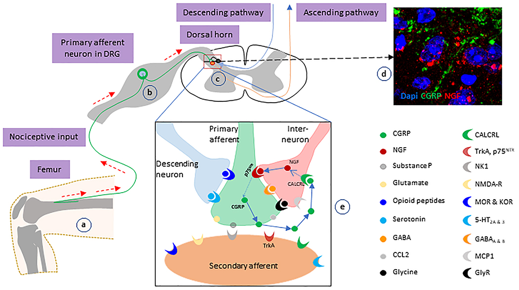 Figure 6: