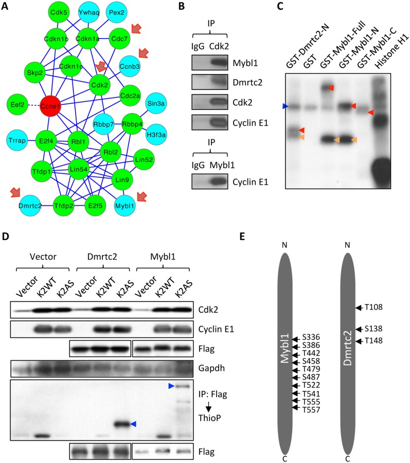 Fig 6