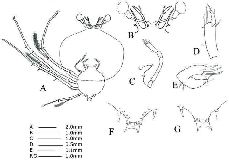 Fig. 12.