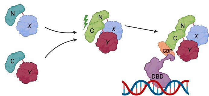 Graphical Abstract