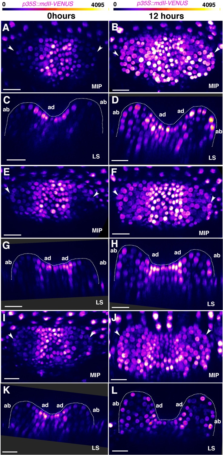 Figure 4—figure supplement 3.