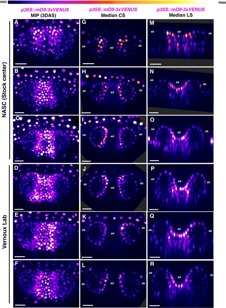 Figure 4—figure supplement 2.