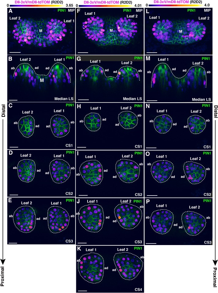 Figure 2—figure supplement 1.