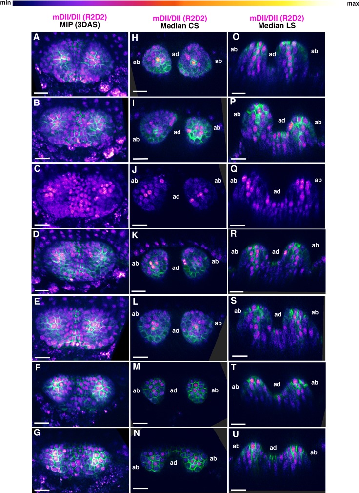 Figure 2—figure supplement 3.