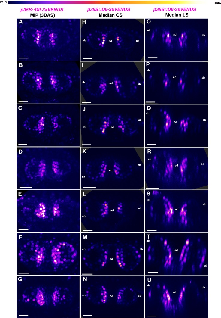 Figure 4—figure supplement 1.