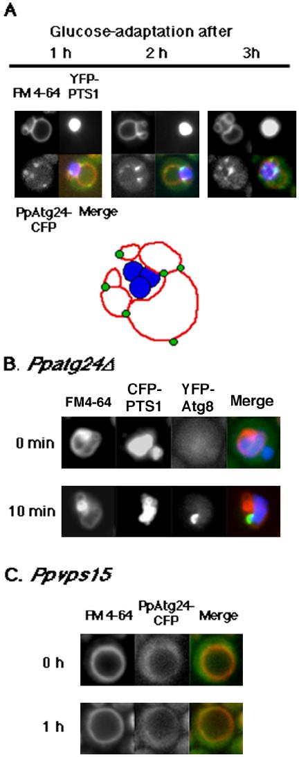 Figure 9.