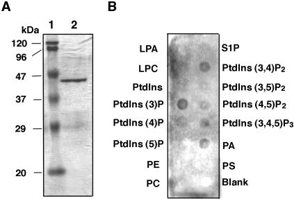 Figure 4.