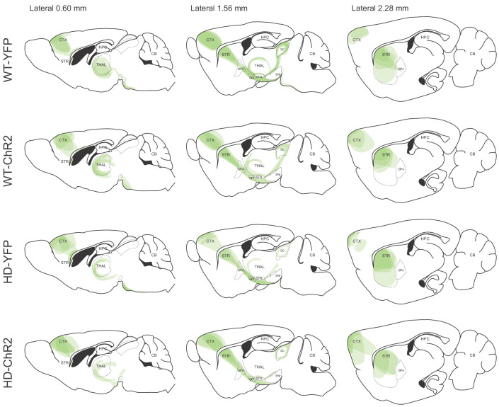 Figure 4—figure supplement 1.