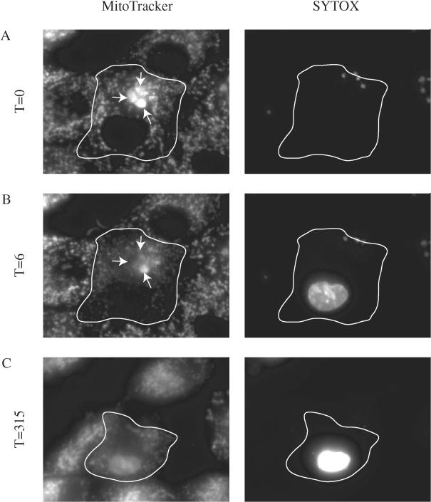 FIG. 3.