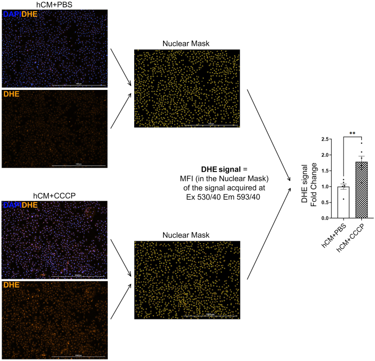 Supplementary Fig. 3