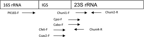 Fig. 1.