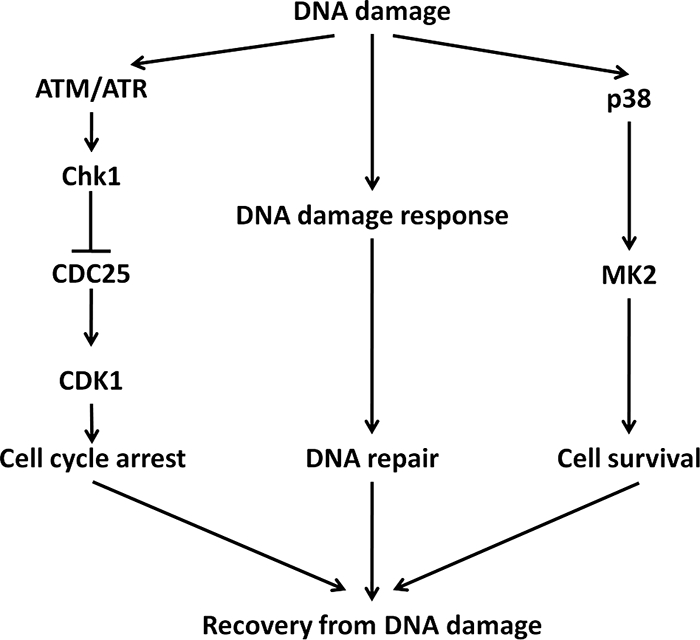 FIG. 7.