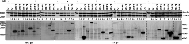 FIG 1