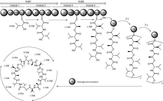 Scheme 2