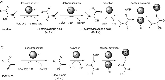 Scheme 3