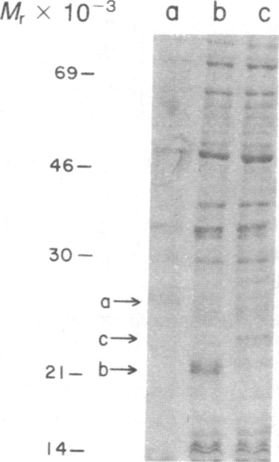 graphic file with name pnas00362-0284-a.jpg