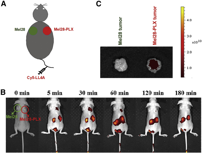 Figure 4