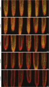 Figure 2—figure supplement 4.