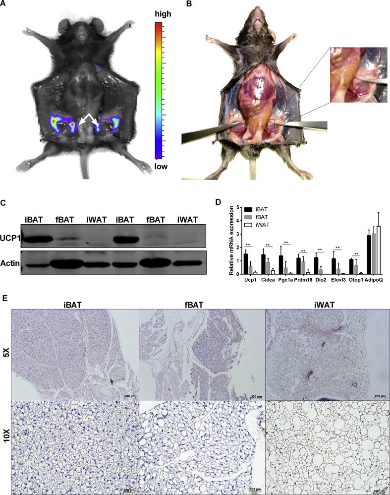 Figure 4