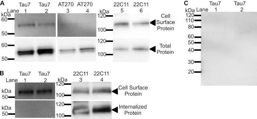 FIGURE 6.