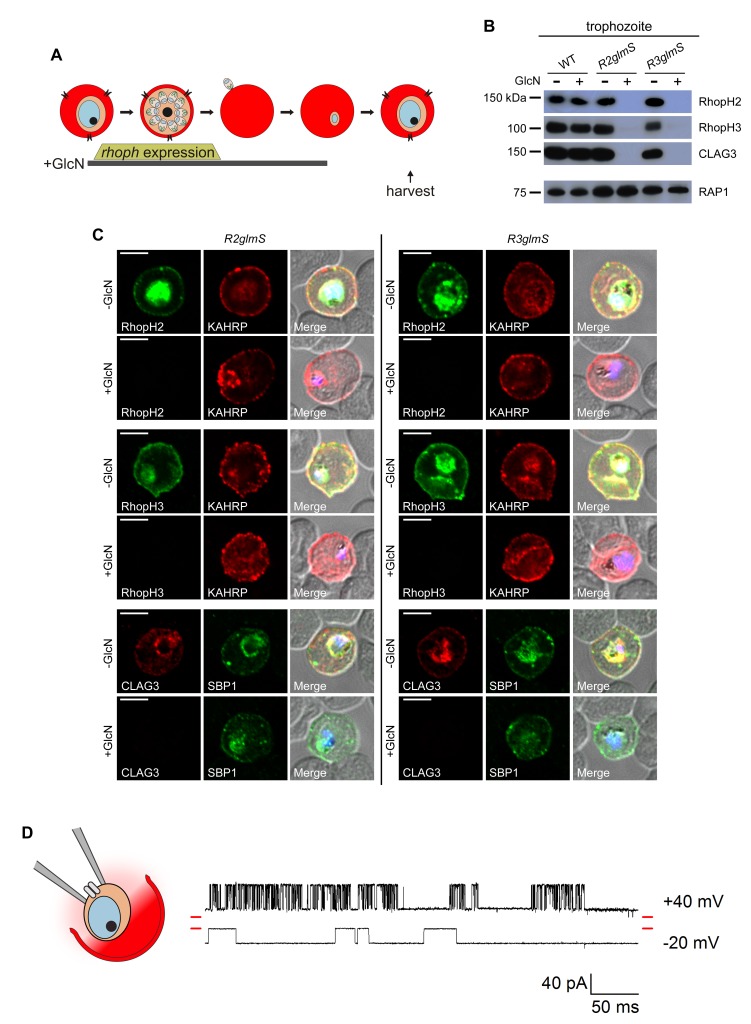 Figure 3.