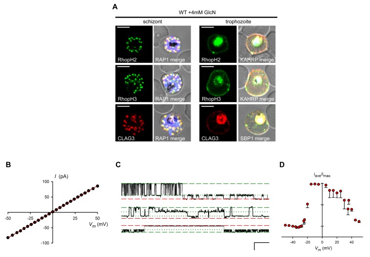 Figure 3—figure supplement 1.