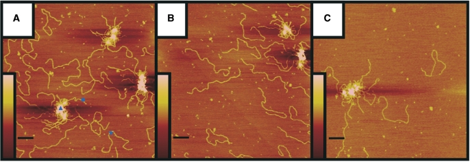 Figure 5.