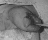 <i>Figure 1</i>