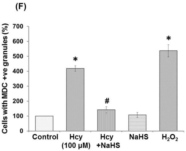 Fig. 12