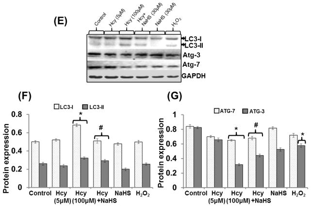 Fig. 11