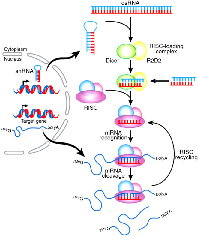 FIGURE 1