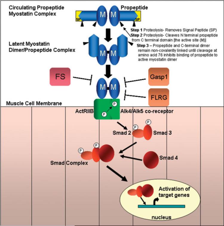 FIGURE 2