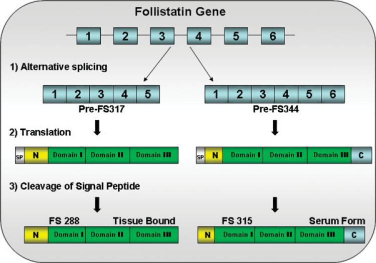 FIGURE 3