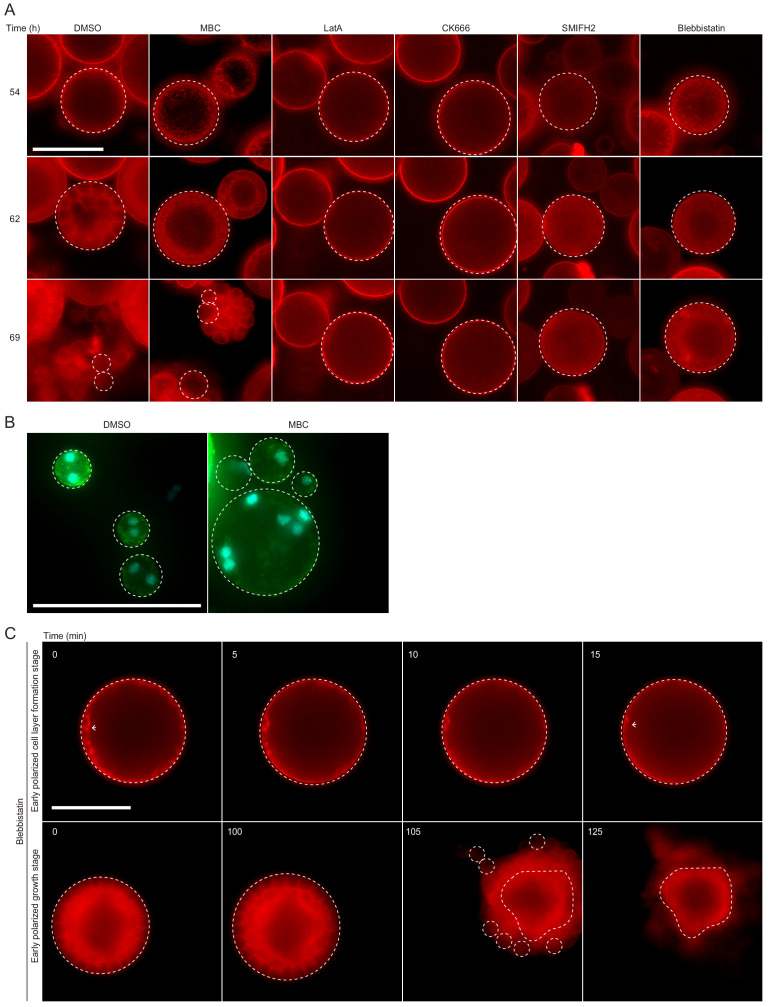 Figure 6—figure supplement 1.