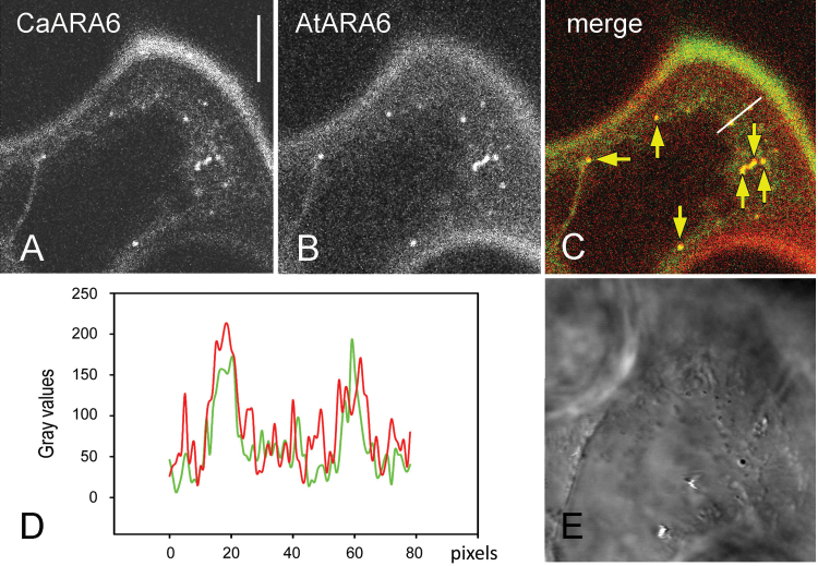 Fig. 7.