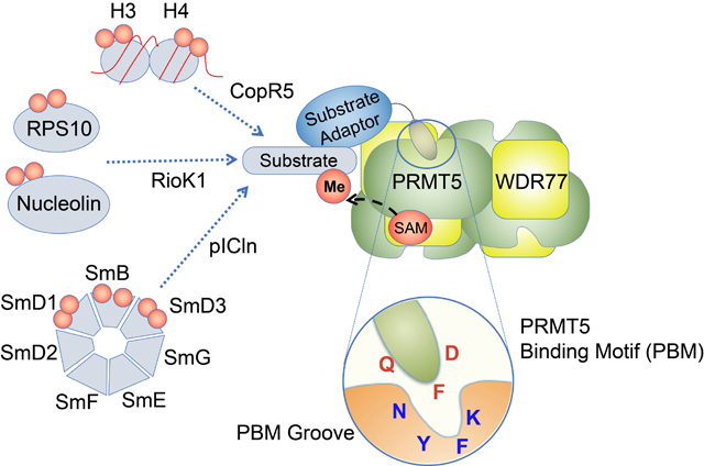 graphic file with name nihms-1782553-f0008.jpg