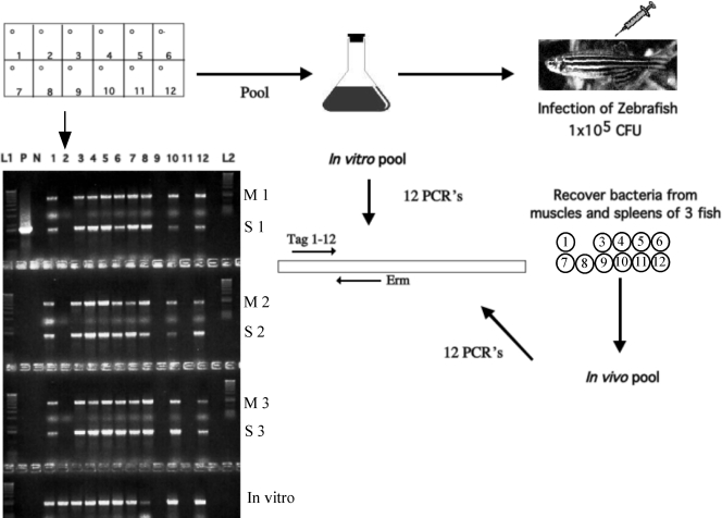 FIG. 1.