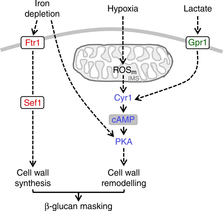 Fig. 10