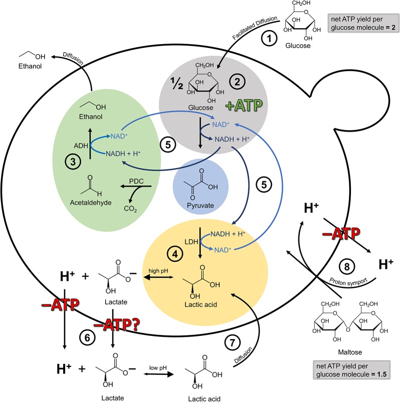 FIGURE 7