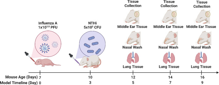 Fig 5