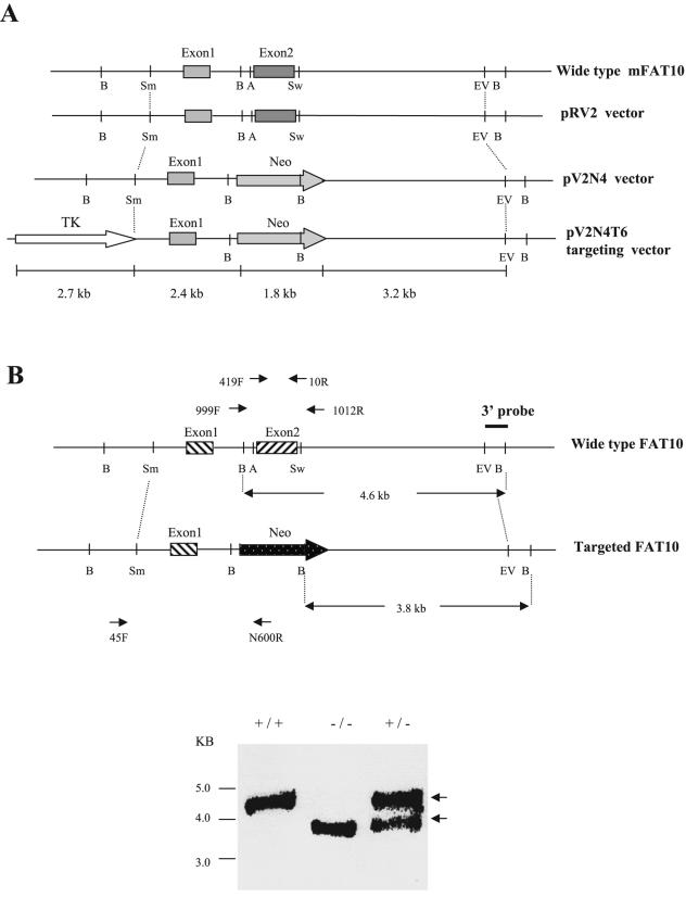 FIG. 6.